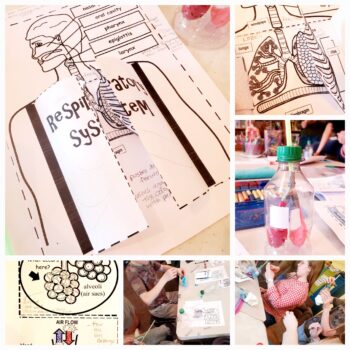 photo collage of respiratory system project
