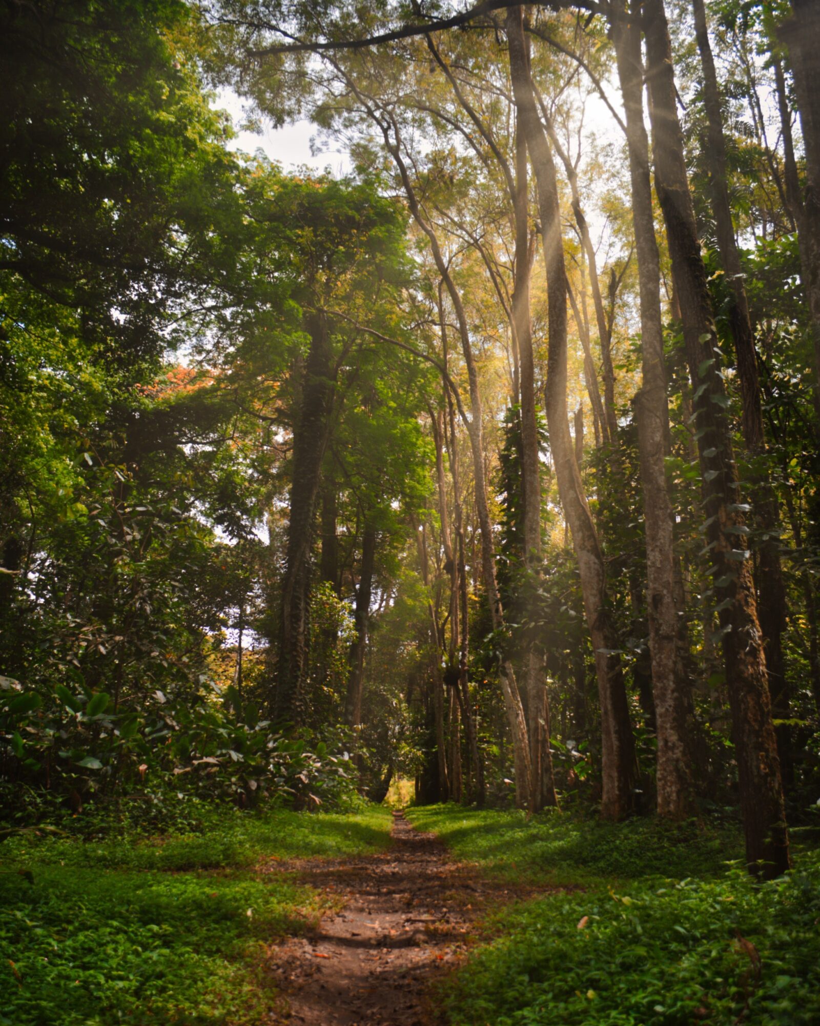 path through a forest