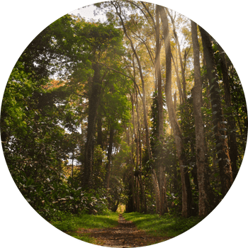 path through a forest