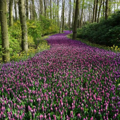 path of purple flowers