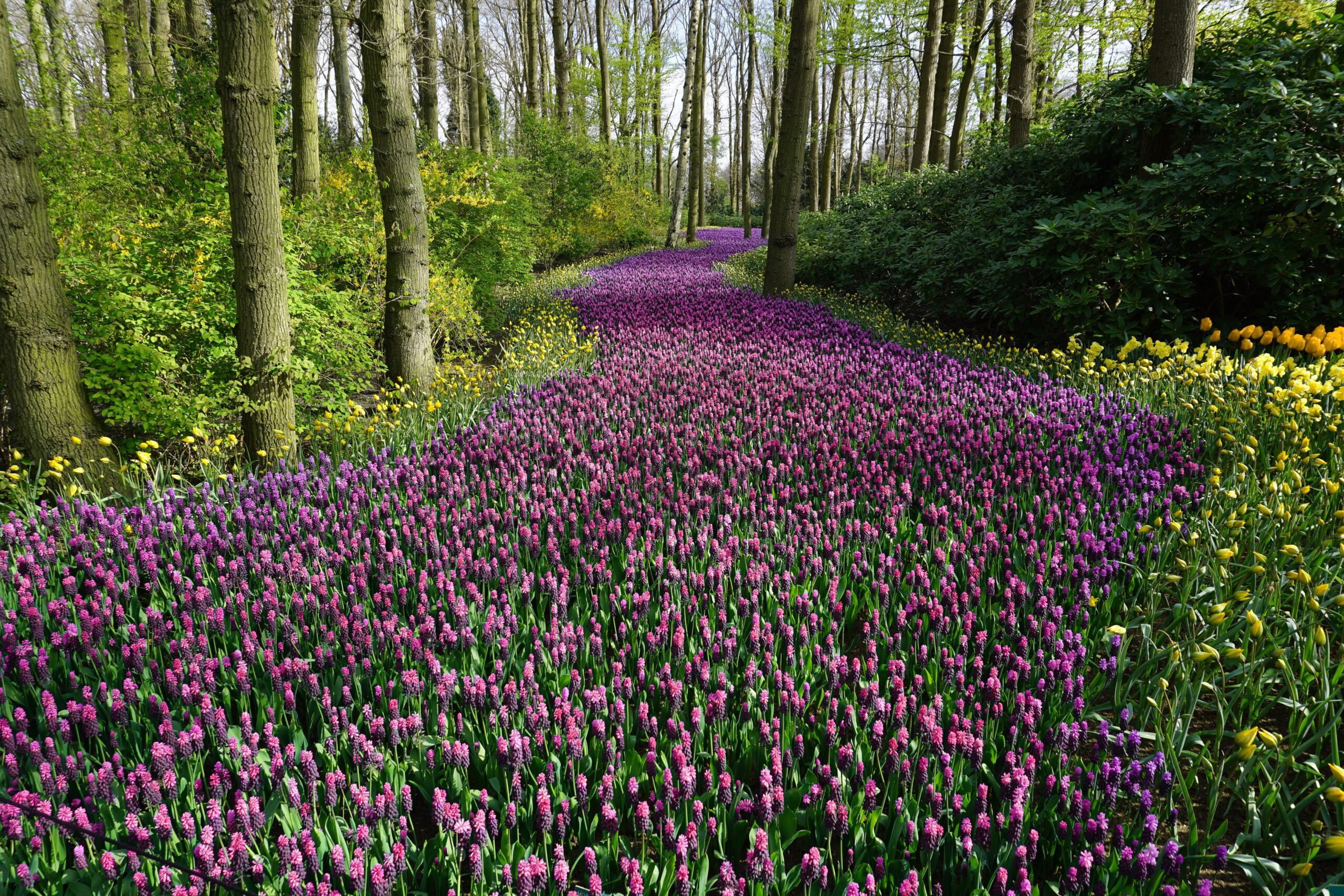 path of purple flowers