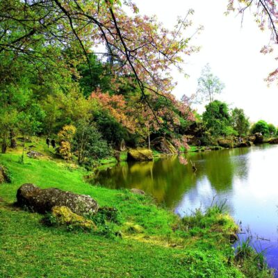 lake and surrounding greenery