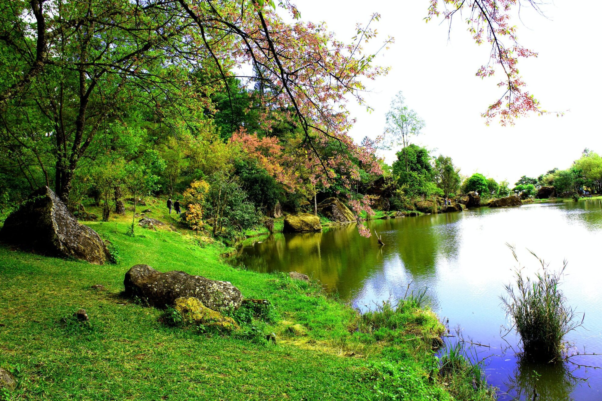 lake and surrounding greenery